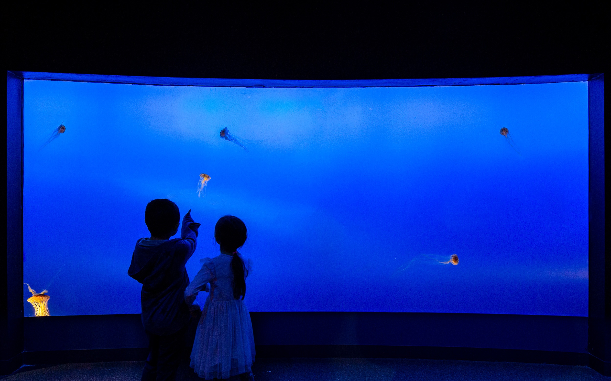Children looking a at fish in the aquarium