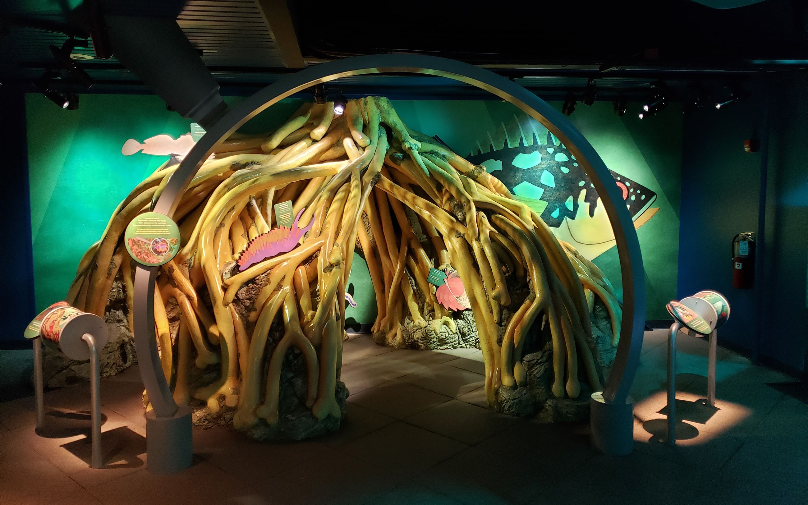 Mangrove exhibit at the New York Aquarium