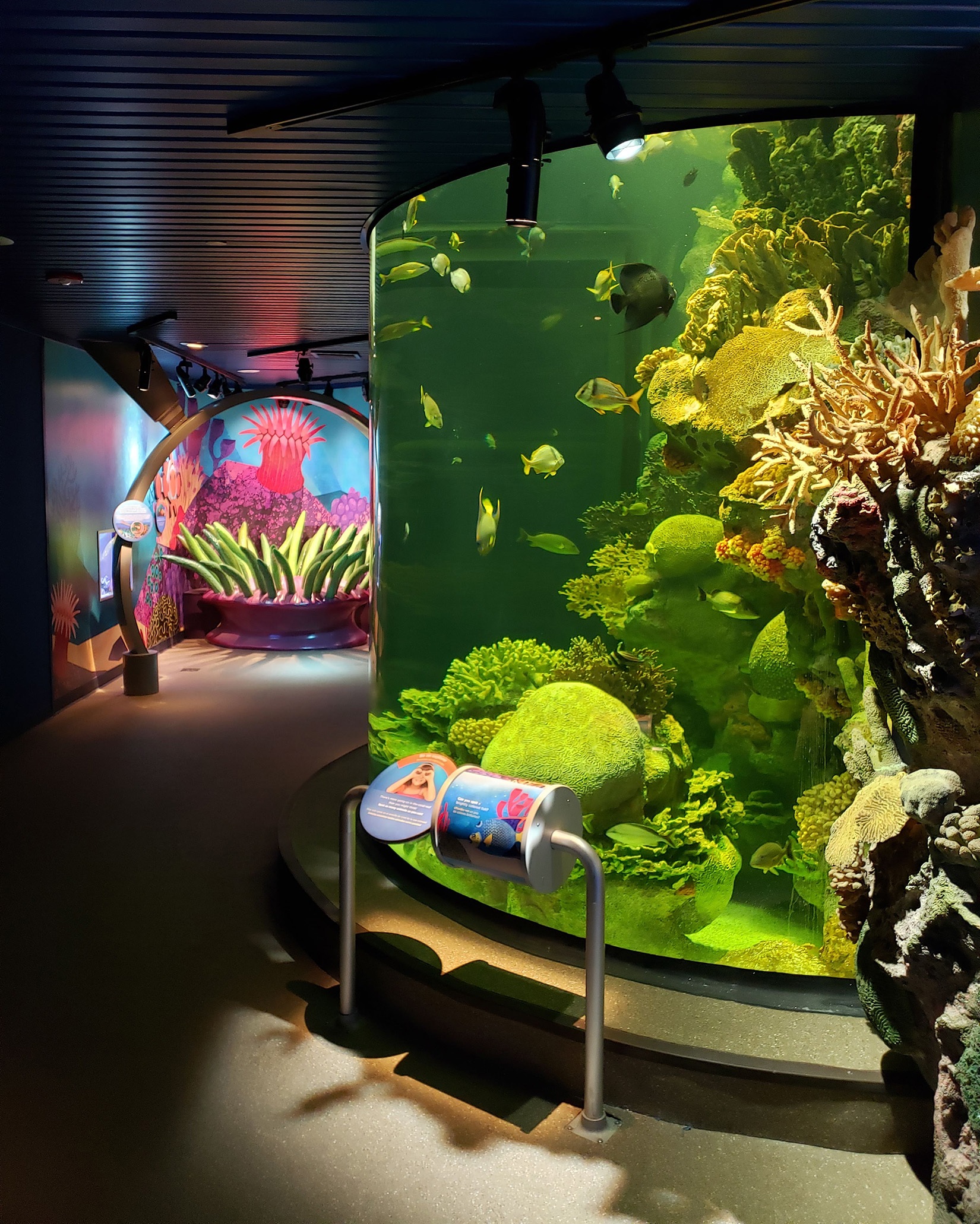 Coral and fish at the New York Aquarium