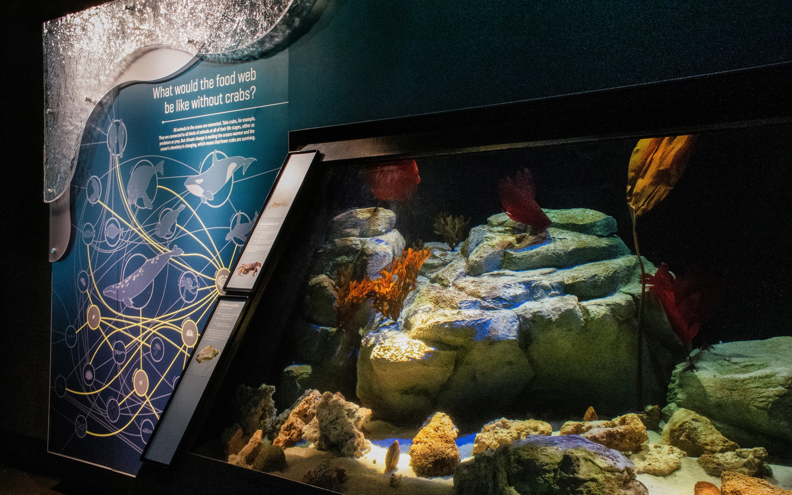 New York Aquarium Sea Change enclosure and graphics